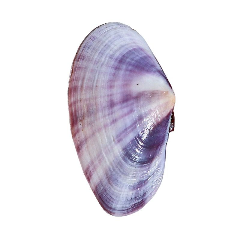 Long Purple Clam Natural Conch - Aquarium Fish Long 评论和价格