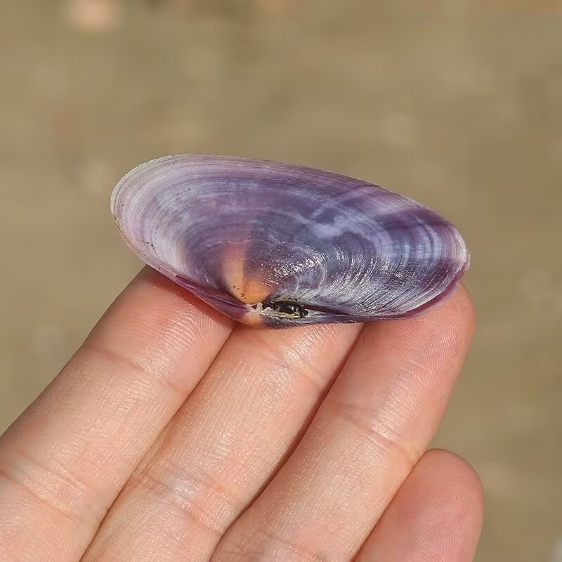 Long Purple Clam Natural Conch - Aquarium Fish Long 评论和价格
