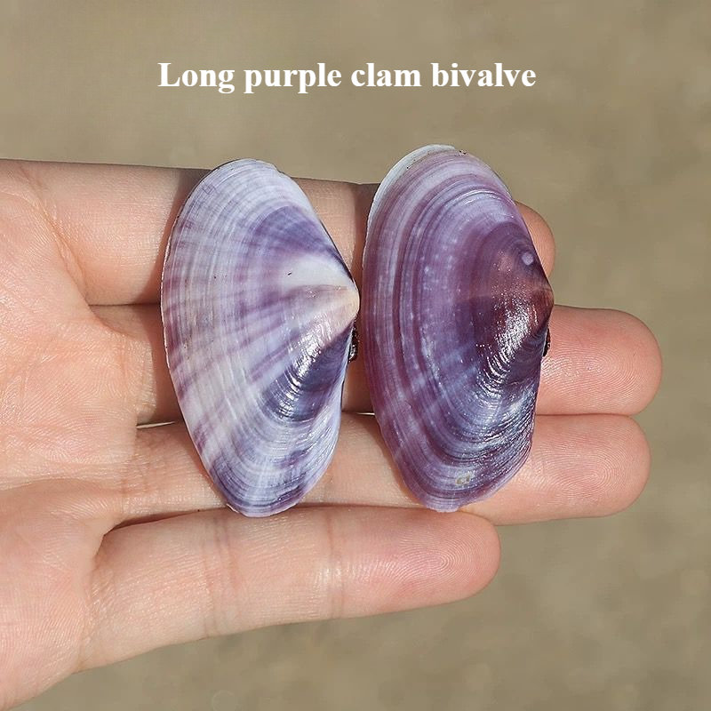 Long Purple Clam Natural Conch - Aquarium Fish Long 评论和价格